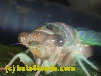 /home//u458753944/public_html/sourcegallery//////////Insects and small critters/aphids cicadas lanternflies and true bugs (Hemiptera)/P1140008.JPG